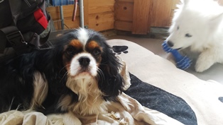 garde chien dans le Doubs près de Dole